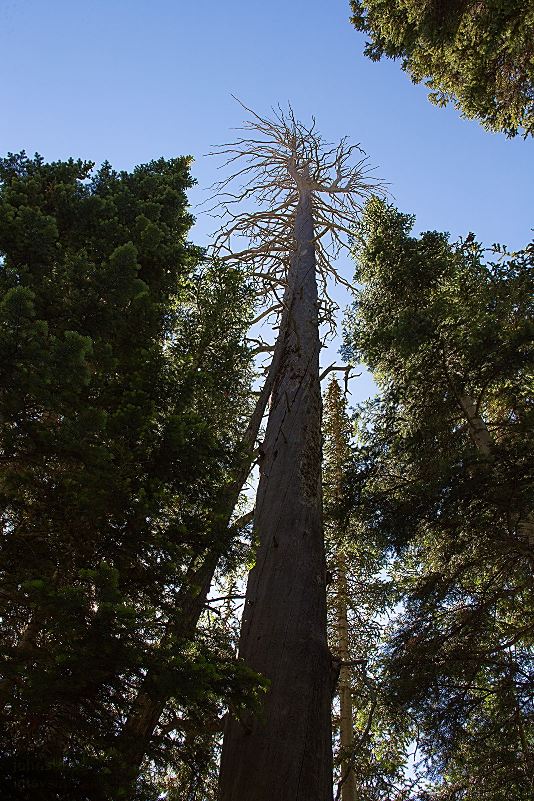 Dead giant.