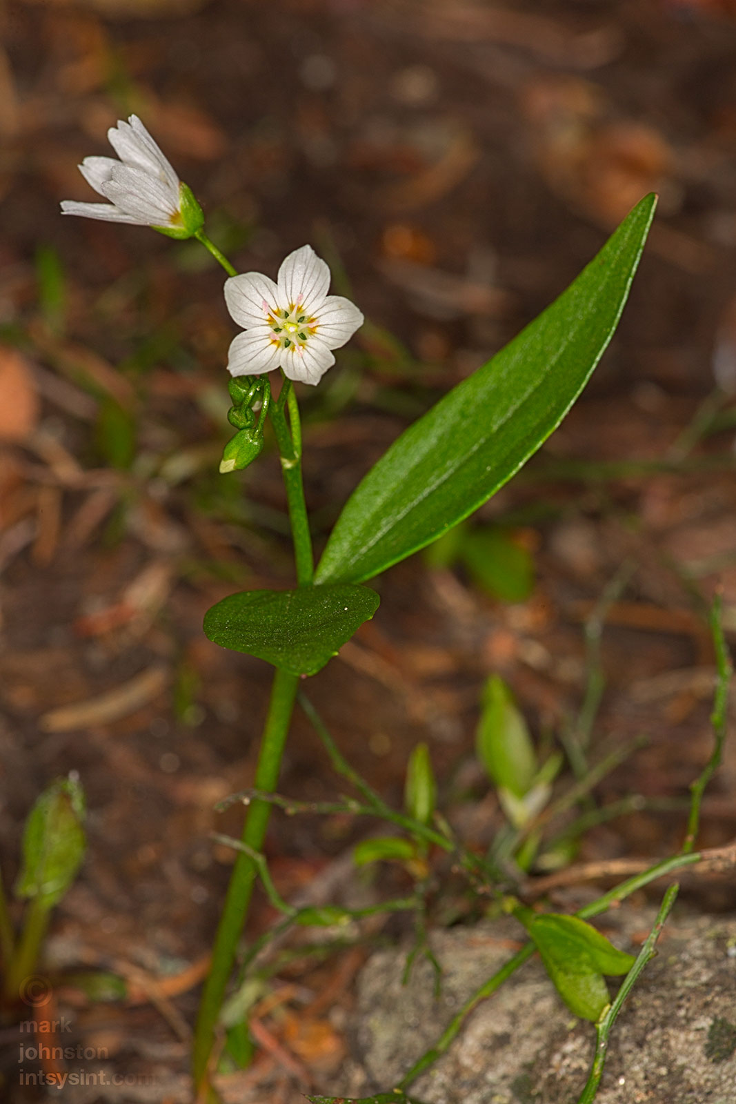 Spring Beauty, Montia chamissoi.