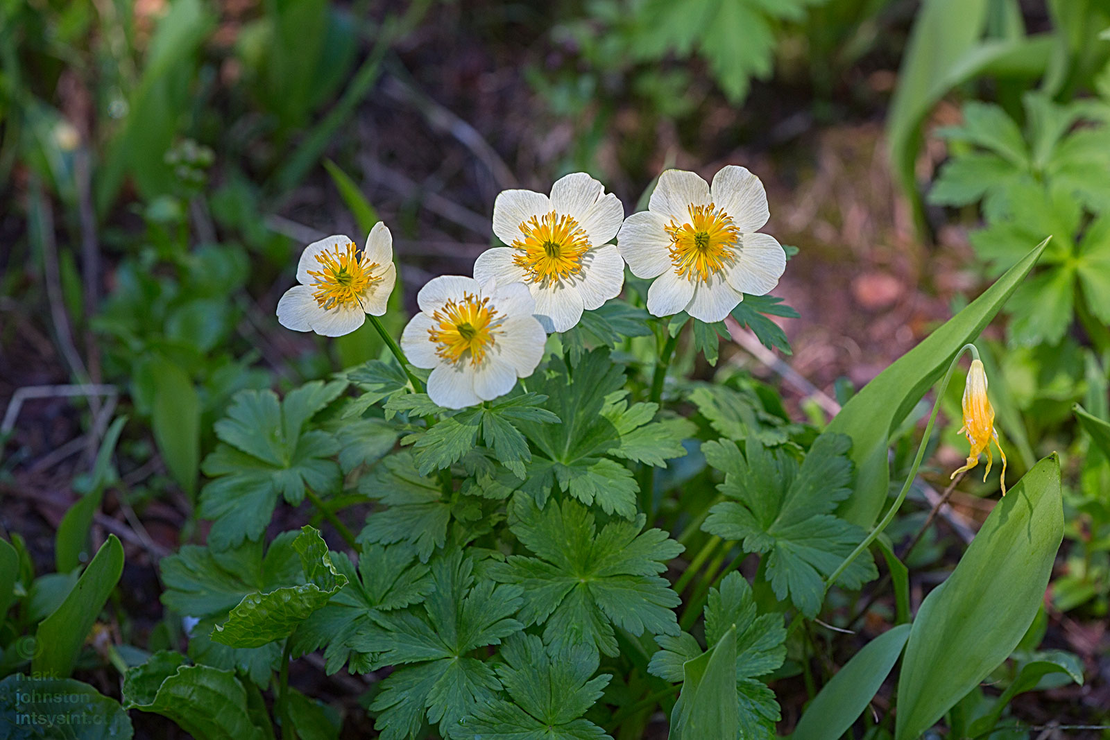 American Globeflower, Trollius laxus .