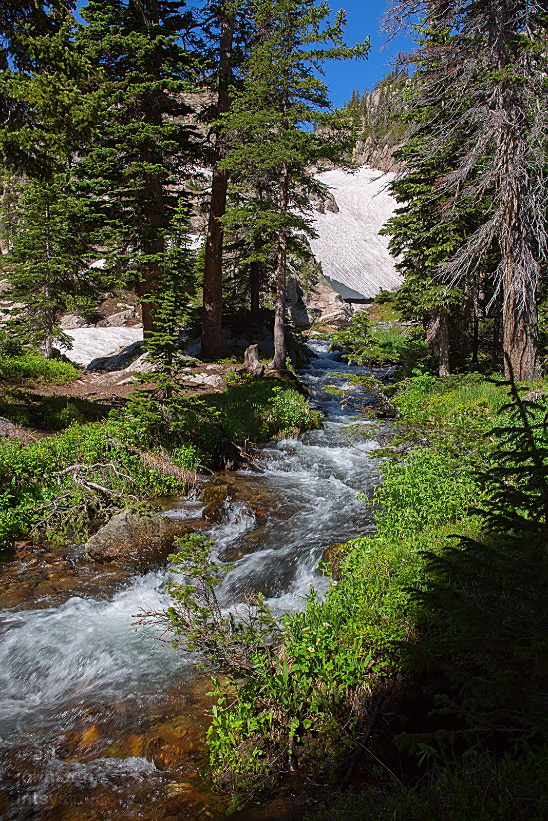 The head of St. Vrain Creek as it emerges from a snow bank below Bluebird Lake.