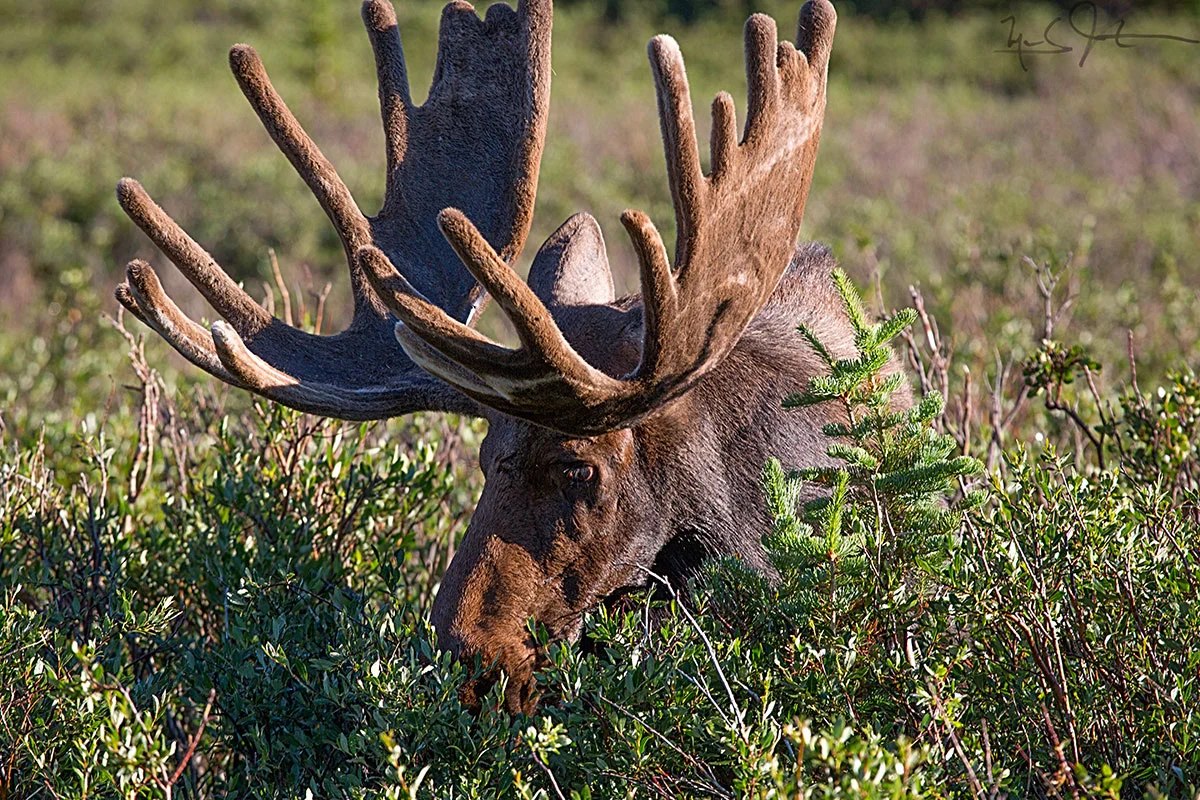 The moose, Alces alces , is the largest member of the deer family.