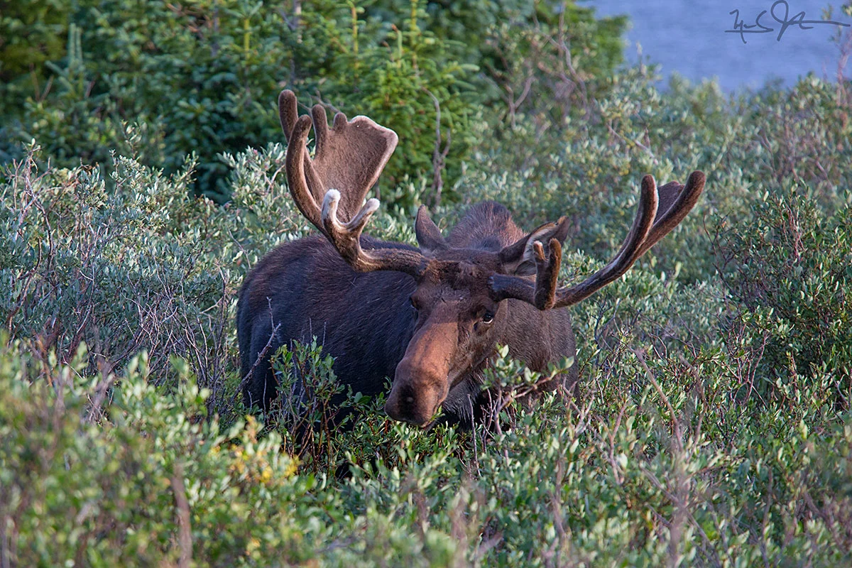 Started the day with moose.