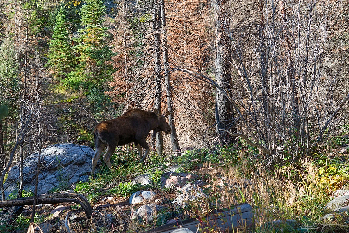 Great to see this bull moose on the east side of the park!