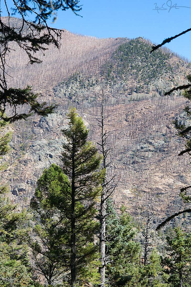 In the Autumn of 2012, the Fern Lake fire raced up both sides of the canyon carrying the upper reaches of the Big Thompson River, burning about 3,500 acres. It was started by an illegal campfire on October 9th, and was not officially declared extinguished until the 24th of June 2013, eight and a half months later, when enough snow had melted off the mountain tops to allow confirmation that there were no smoldering remnants still active. Almost two years later, large swaths of former pine forest remain barren.