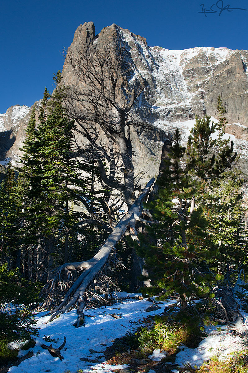 Tree silhouetted against Notchtop Mountain.