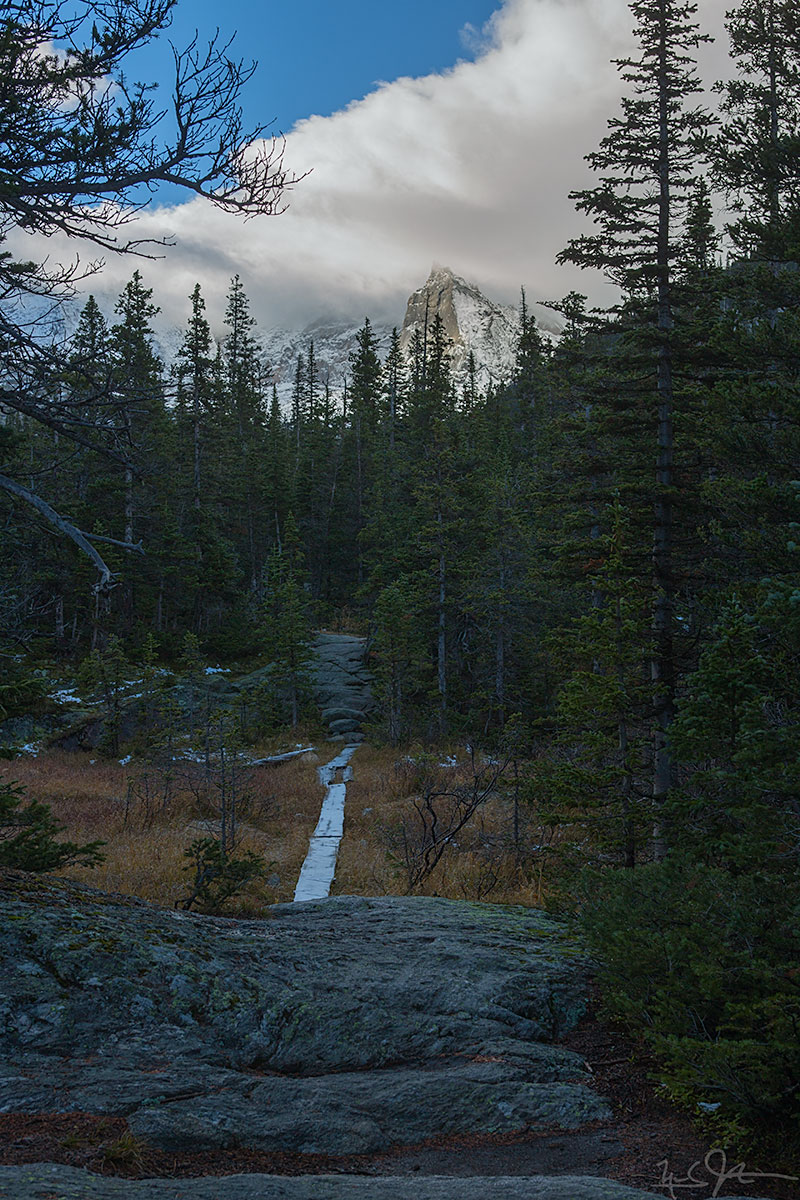 Planks provide a way to traverse a soggy marsh.