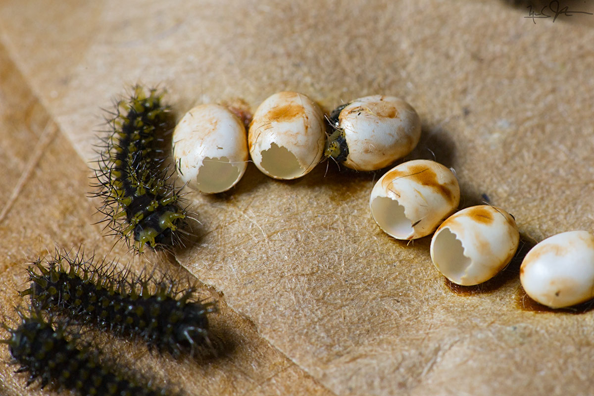 Hatchling caterpillars and eggs on the surface of a paper bag.