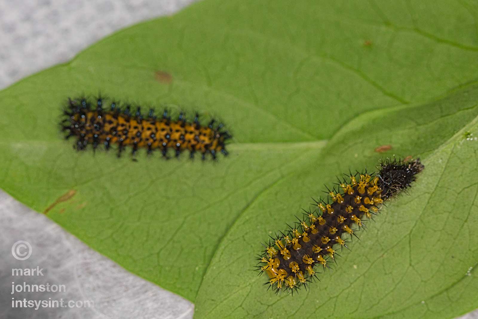 Two 2nd instar caterpillars. The one on the right has just shed its skin which is collapsed near its tail at right. After resting for about 30-45 minutes, the caterpillar will turn around and eat the discarded skin.