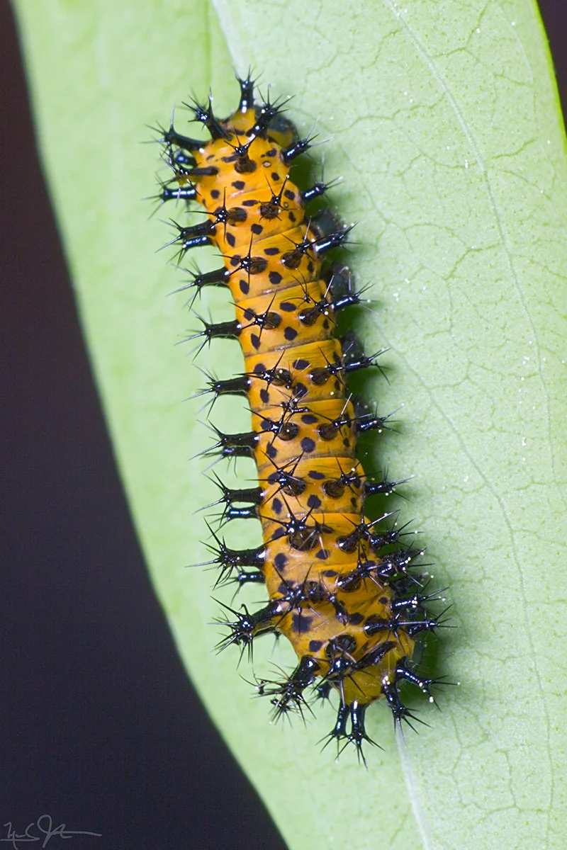 A 2nd instar caterpillar after it has assumed its normal appearance - yellow with black scoli and spots.