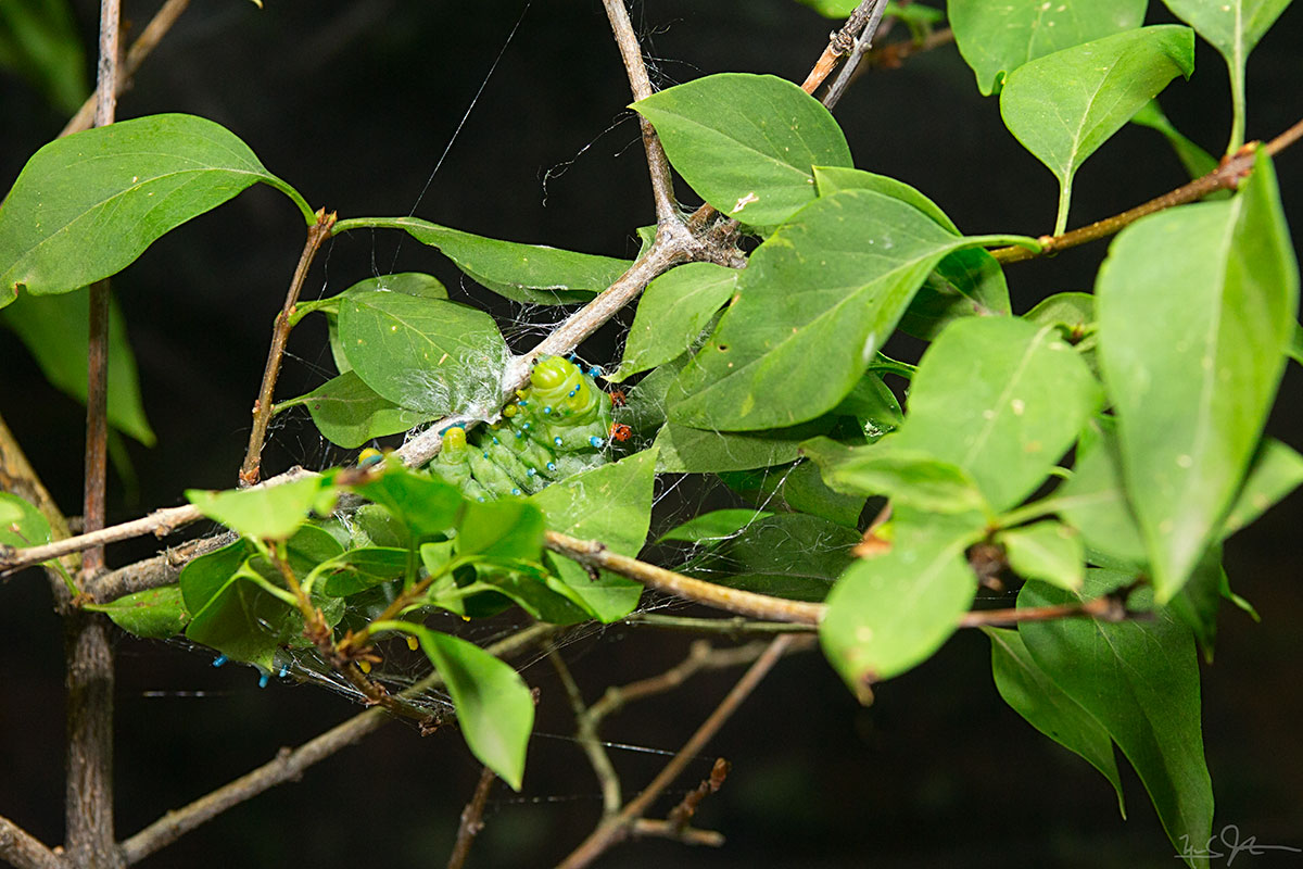 5th instar caterpillar begins pulling together lilac leaves and fashioning the cocoon in which it will pupate and overwinter.