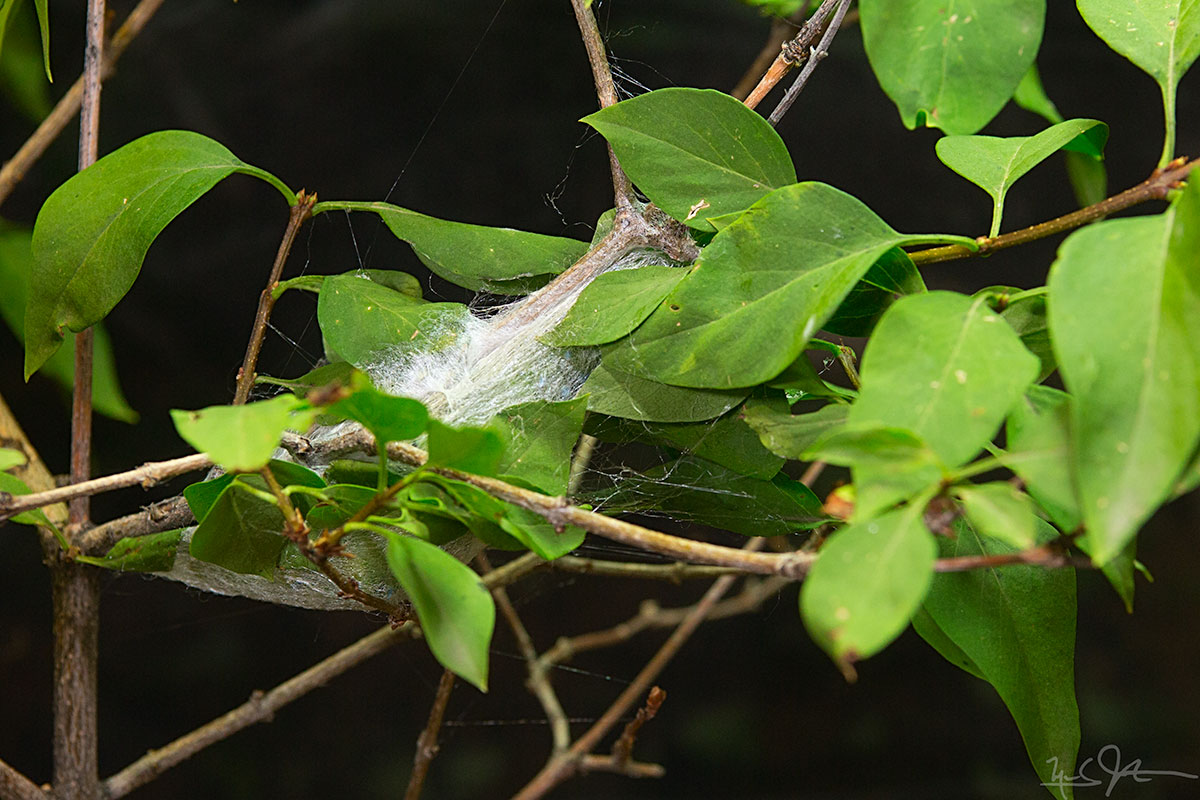 About 13 hours later, the cocoon is taking shape, but the caterpillar is still working.