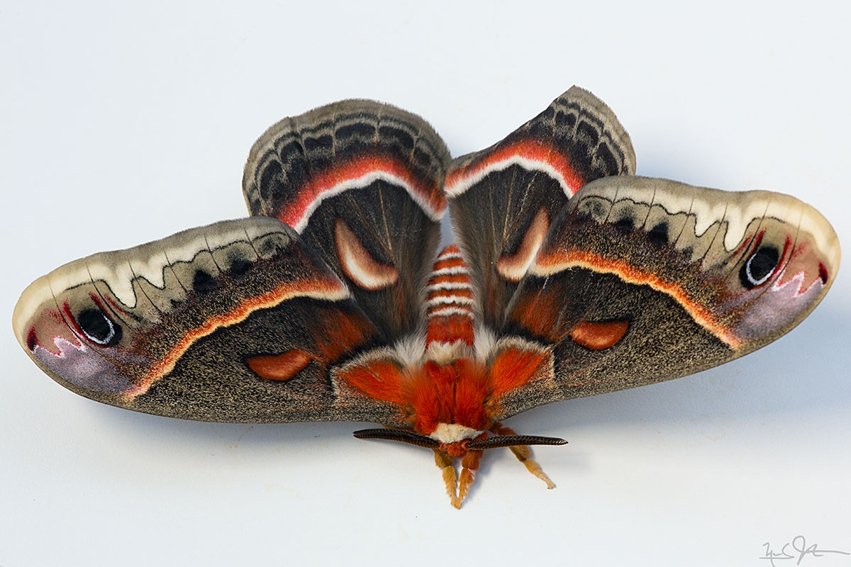Male Cecropia moth in all his glory.