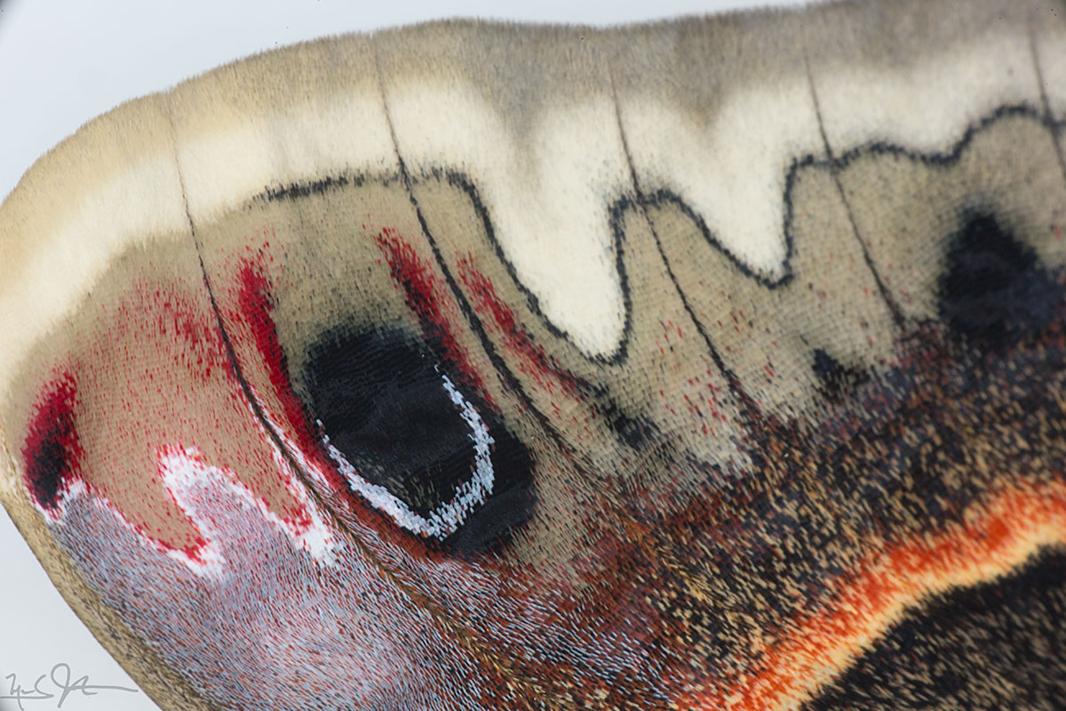 Closeup of moth forewing showing eye spot and other patterns are formed from tiny scales of various colors. A sort of pointillistic painting.