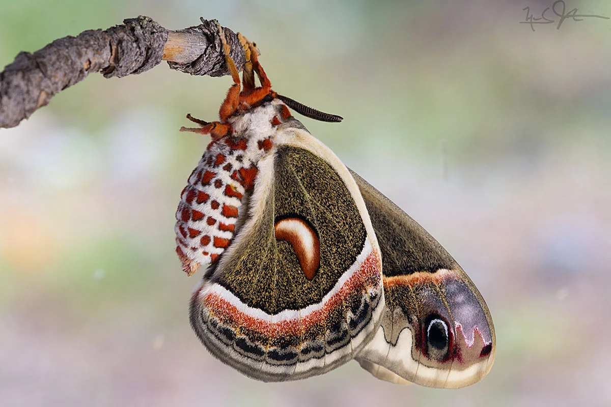 Looking at the and adult Cecropia moth, Hyalophora cecropia . We will zoom in on the black eye spot on near the tip of the wing at lower right.