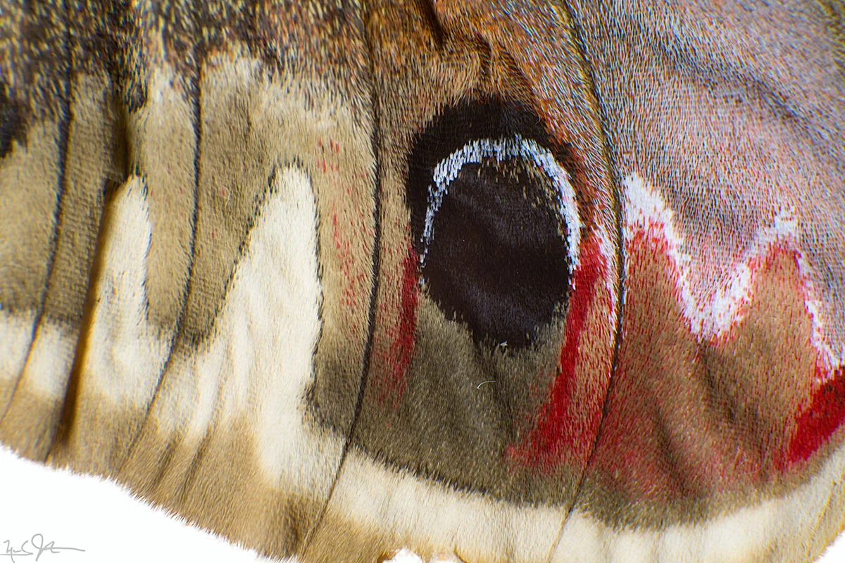 At this scale, the individual elements that make up the color pattern can start to be discerned.
