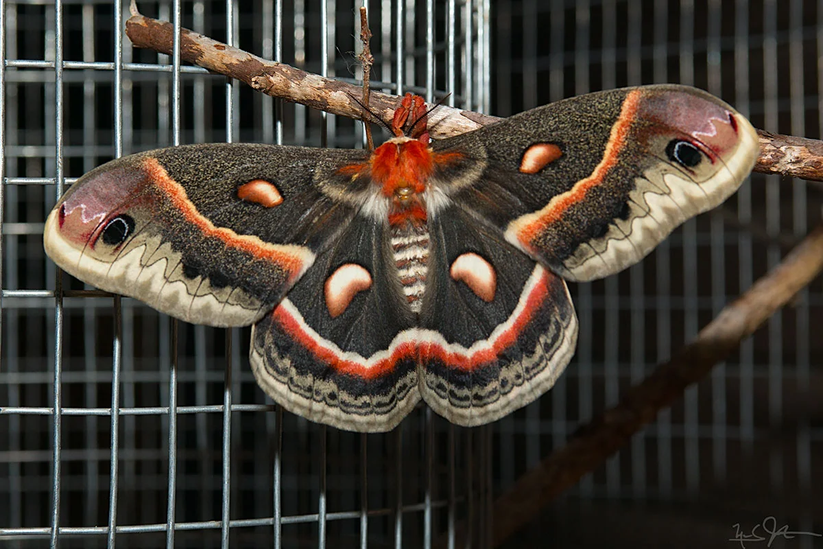Adult female Cecropia moth.