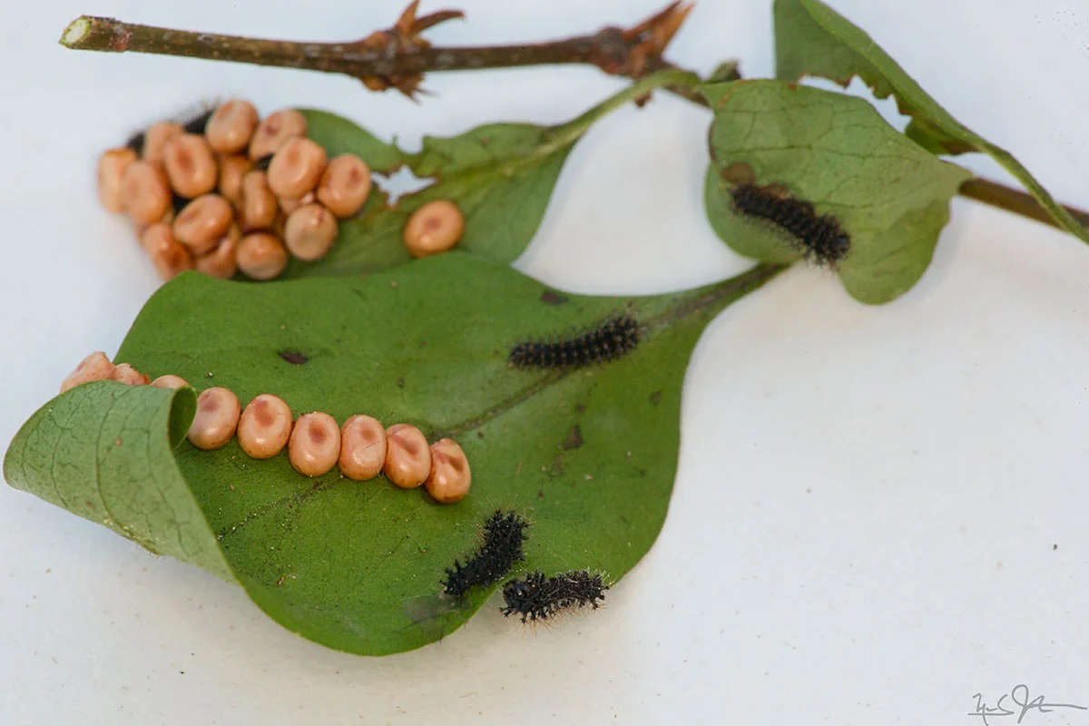 Caterpillars of one of North America's largest moths, Hyalophora cecropia , hatching from eggs that are about 2mm in diameter.