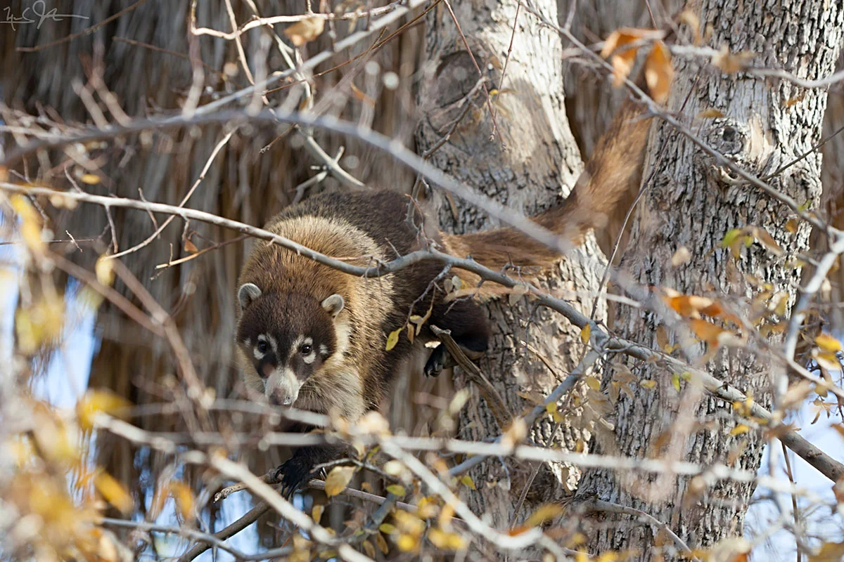 White-nosed, also called "coati mundi", Nasua narica , looks at the camera from a cottonwood tree. Four species of coatis are found in the Americas from the southwestern US into northern Argentina.