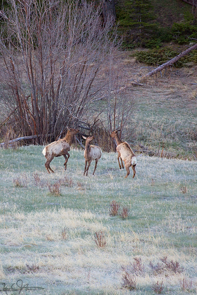 Cavorting elk. It's finally Spring in Rocky Mountain National Park.