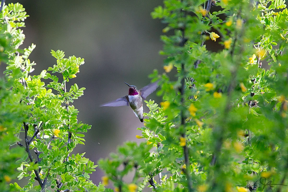 Broad-tailed hummingbird, Selasphorus platycercus.