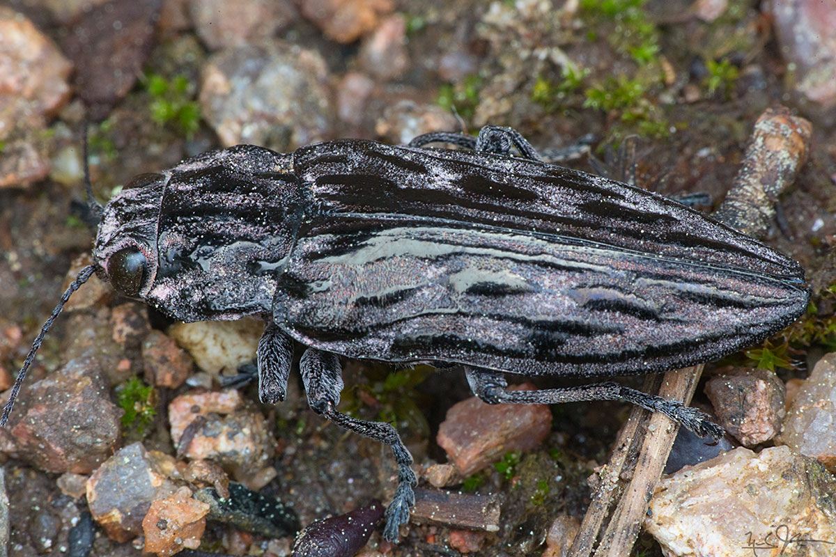 A "click beetle", probably of the family Elateridae or Eucnemidae .