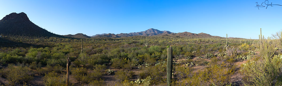 Saguaro National Park, Western District - panorama. Wasson Peak at center in distance.