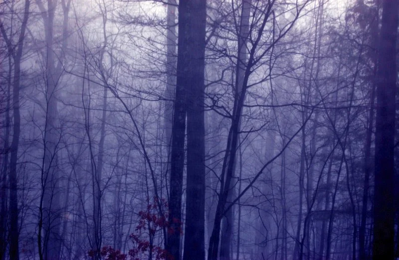 Blue Trees2.jpg