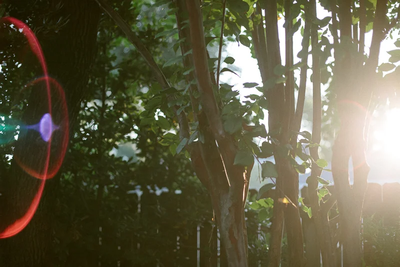 morninglight-2.jpg