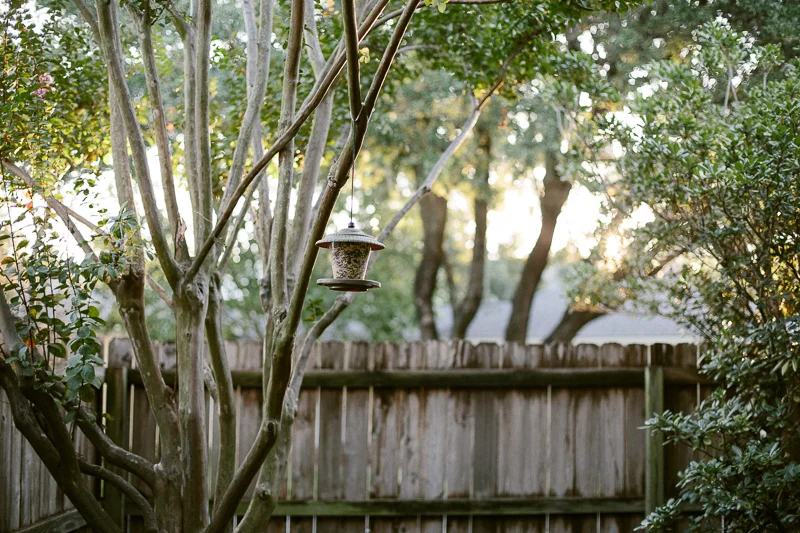 morninglight-3.jpg