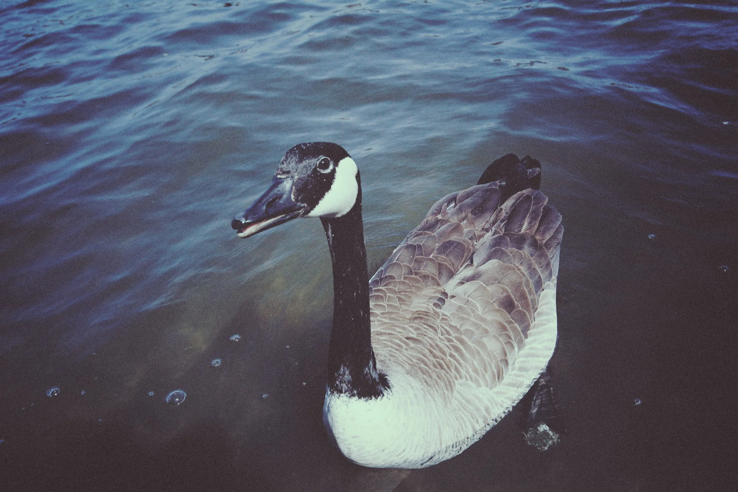 goose.jpg