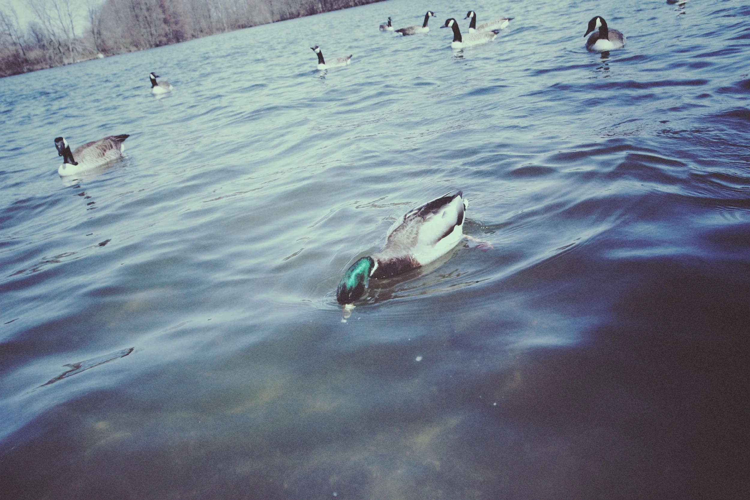 duck.jpg