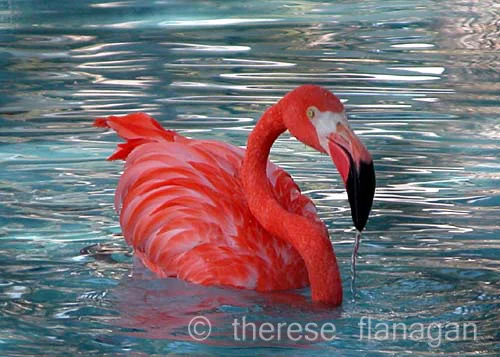 Flamingo - In the Pink