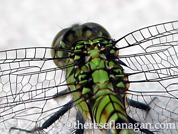On the back of a dragonfly