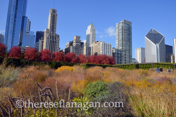 Autumn in Chicago - Lurie Garden