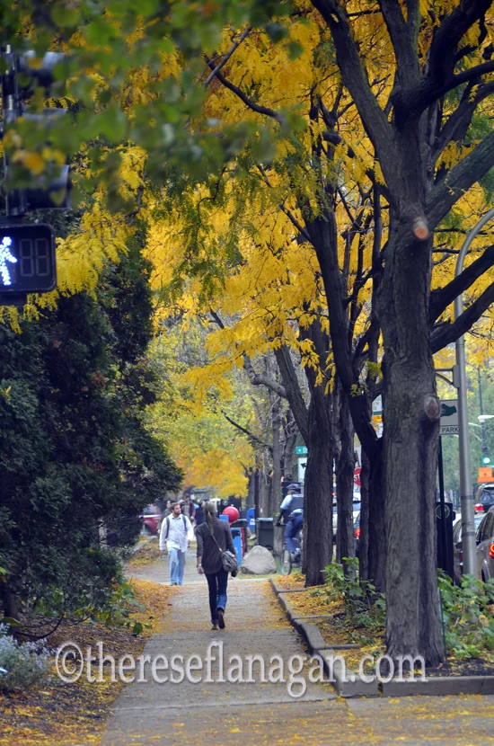 Autumn on Dearborn