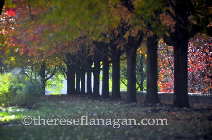 Autumn in Chicago - Millennium Park