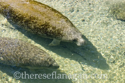 Manatee and Calf
