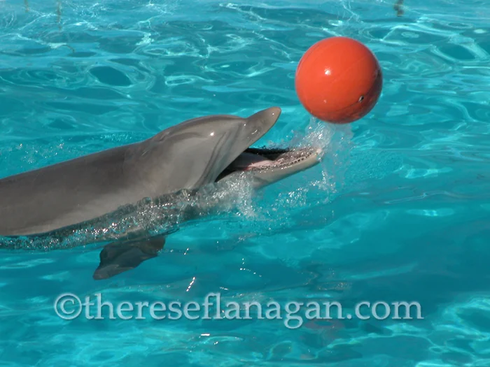 Bottlenose Dolphin with Orange Ball