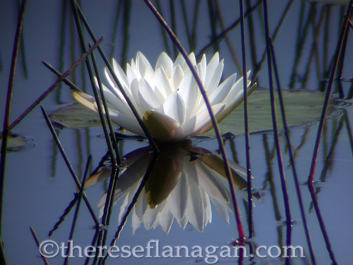 On Reflection - Water Lily
