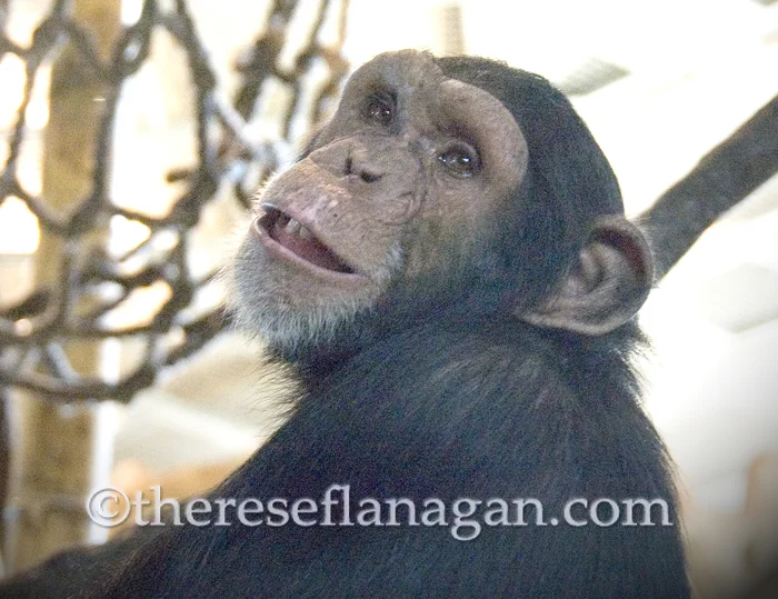 chimp.jpg