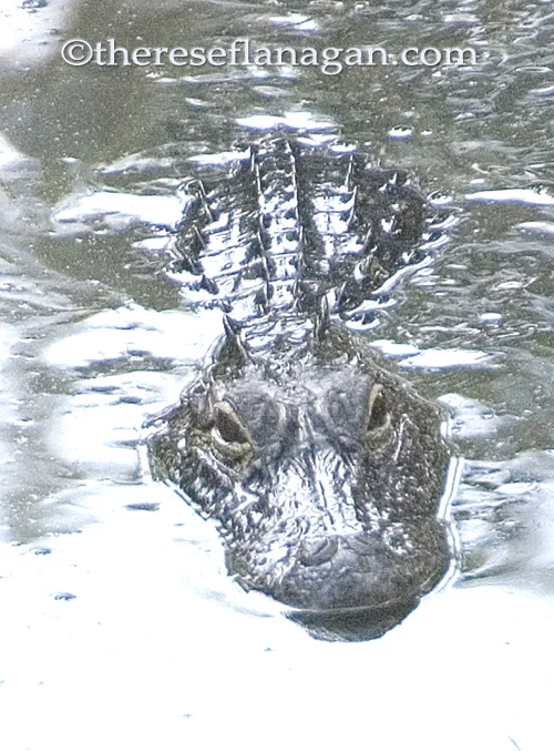 American Alligator
