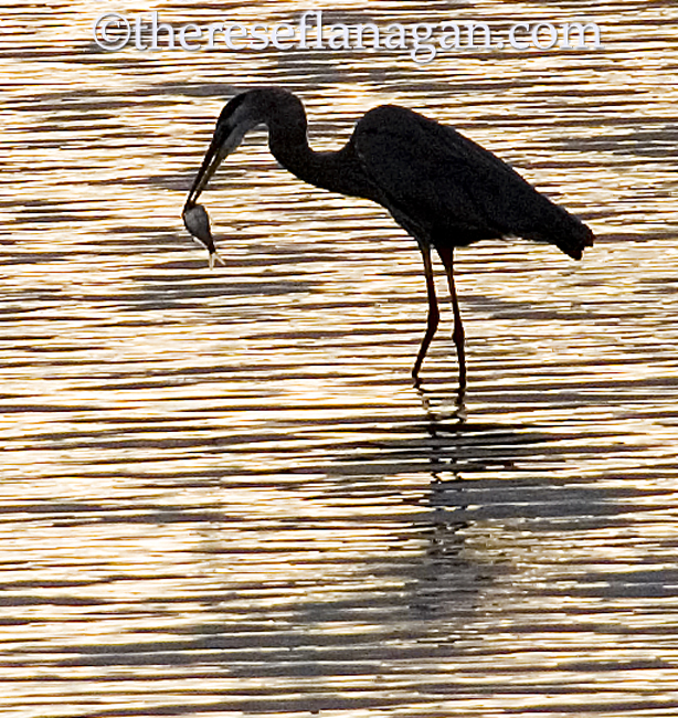 Silhouette Dream, With Ripples