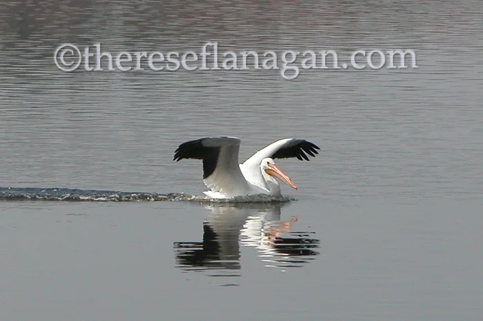 Pelican Landing