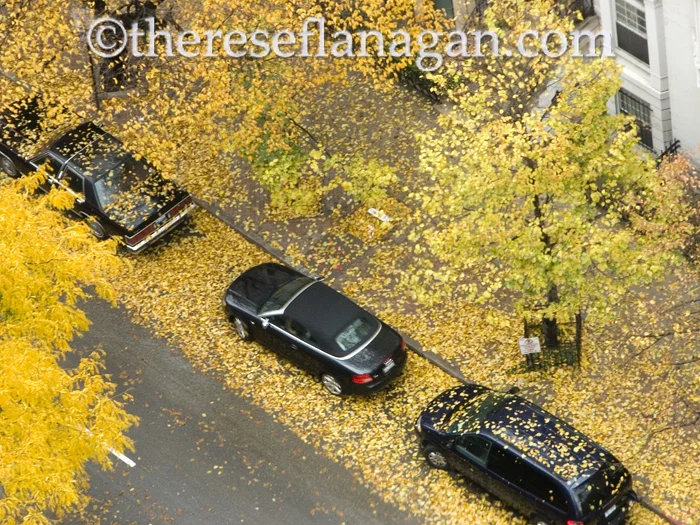 When the Leaves Come Falling Down