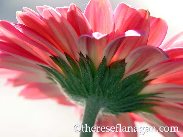 Petals of Pink