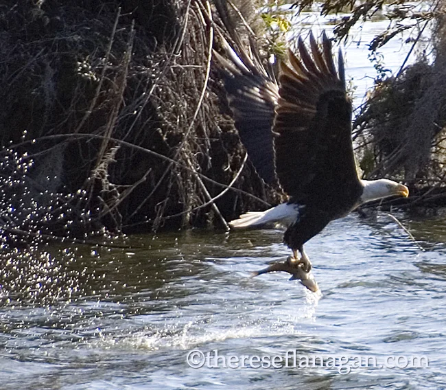 Eagle Snags a Fish