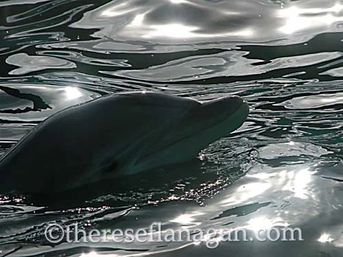 Dolphin Dreams