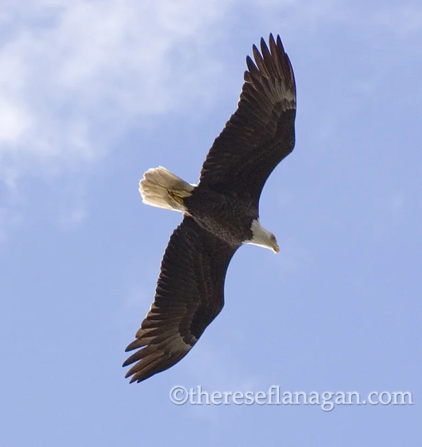 Eagle in Flight