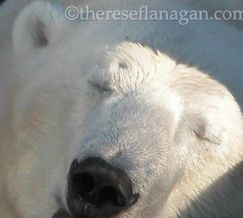 Sleepy Bear