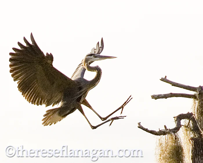 Heron Landing